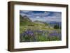 Aster, Lupine, Bistort, Indian Paintbrush, Mt Timpanogos, Utah-Howie Garber-Framed Photographic Print