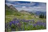 Aster, Lupine, Bistort, Indian Paintbrush, Mt Timpanogos, Utah-Howie Garber-Stretched Canvas