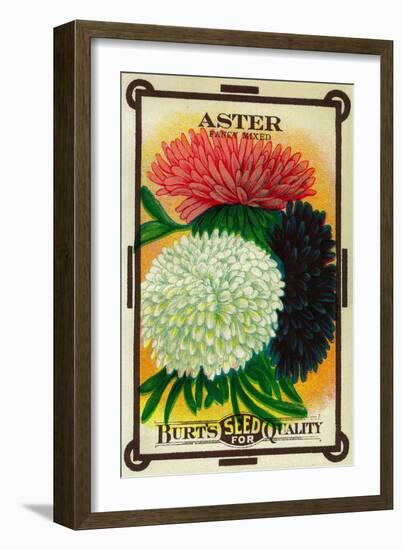 Aster Seed Packet-Lantern Press-Framed Art Print