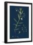 Aster Tripolium; Sea-Side Aster-null-Framed Giclee Print