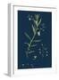 Aster Tripolium; Sea-Side Aster-null-Framed Giclee Print