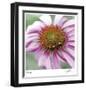 Aster-Ken Bremer-Framed Limited Edition