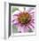 Aster-Ken Bremer-Framed Limited Edition