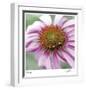 Aster-Ken Bremer-Framed Limited Edition