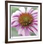 Aster-Ken Bremer-Framed Limited Edition