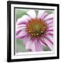 Aster-Ken Bremer-Framed Limited Edition