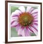 Aster-Ken Bremer-Framed Limited Edition