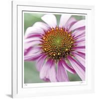 Aster-Ken Bremer-Framed Limited Edition