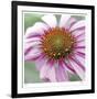 Aster-Ken Bremer-Framed Limited Edition