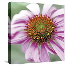 Aster-Ken Bremer-Stretched Canvas