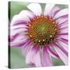 Aster-Ken Bremer-Stretched Canvas