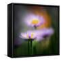 Aster-Ursula Abresch-Framed Stretched Canvas