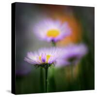 Aster-Ursula Abresch-Stretched Canvas