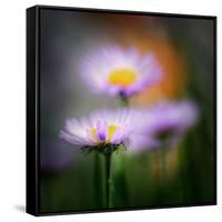 Aster-Ursula Abresch-Framed Stretched Canvas