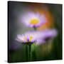 Aster-Ursula Abresch-Stretched Canvas