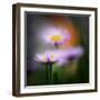 Aster-Ursula Abresch-Framed Photographic Print