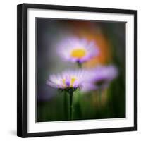 Aster-Ursula Abresch-Framed Photographic Print