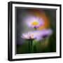 Aster-Ursula Abresch-Framed Photographic Print