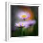 Aster-Ursula Abresch-Framed Photographic Print