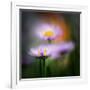 Aster-Ursula Abresch-Framed Photographic Print