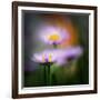 Aster-Ursula Abresch-Framed Photographic Print