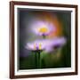 Aster-Ursula Abresch-Framed Photographic Print