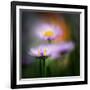 Aster-Ursula Abresch-Framed Photographic Print