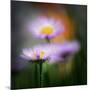 Aster-Ursula Abresch-Mounted Photographic Print