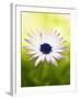 Aster-Angela Drury-Framed Photographic Print