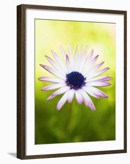 Aster-Angela Drury-Framed Photographic Print