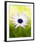 Aster-Angela Drury-Framed Photographic Print