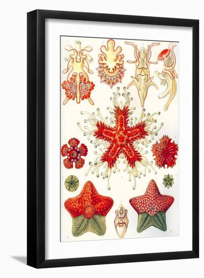 Asteridea 'Kunstformen Der Natur', 1899-Ernst Haeckel-Framed Giclee Print