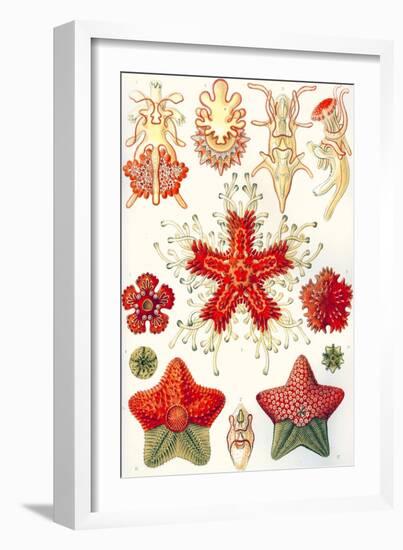 Asteridea 'Kunstformen Der Natur', 1899-Ernst Haeckel-Framed Giclee Print