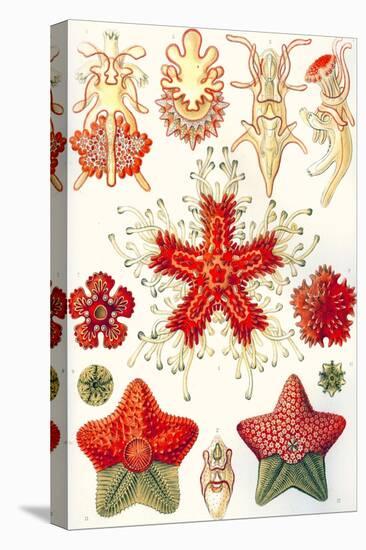 Asteridea 'Kunstformen Der Natur', 1899-Ernst Haeckel-Stretched Canvas