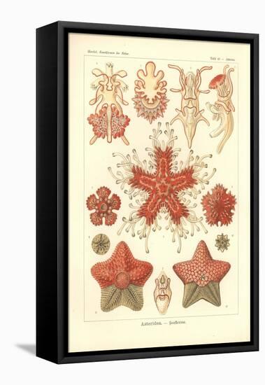 Asteridea - Sea Star, Pl.40. from 'Kunstformen Der Natur', Engraved by Adolf Giltsch, Published…-Ernst Haeckel-Framed Stretched Canvas