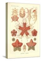 Asteridea - Sea Star, Pl.40. from 'Kunstformen Der Natur', Engraved by Adolf Giltsch, Published…-Ernst Haeckel-Stretched Canvas