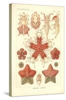 Asteridea - Sea Star, Pl.40. from 'Kunstformen Der Natur', Engraved by Adolf Giltsch, Published…-Ernst Haeckel-Stretched Canvas