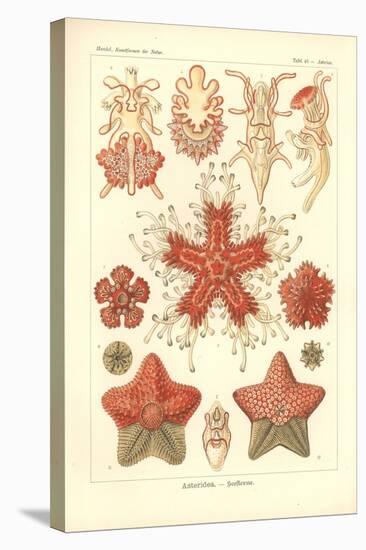 Asteridea - Sea Star, Pl.40. from 'Kunstformen Der Natur', Engraved by Adolf Giltsch, Published…-Ernst Haeckel-Stretched Canvas