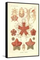 Asteridea - Sea Star, Pl.40. from 'Kunstformen Der Natur', Engraved by Adolf Giltsch, Published…-Ernst Haeckel-Framed Stretched Canvas