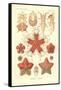 Asteridea - Sea Star, Pl.40. from 'Kunstformen Der Natur', Engraved by Adolf Giltsch, Published…-Ernst Haeckel-Framed Stretched Canvas