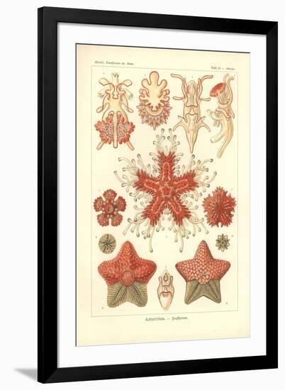 Asteridea - Sea Star, Pl.40. from 'Kunstformen Der Natur', Engraved by Adolf Giltsch, Published…-Ernst Haeckel-Framed Giclee Print