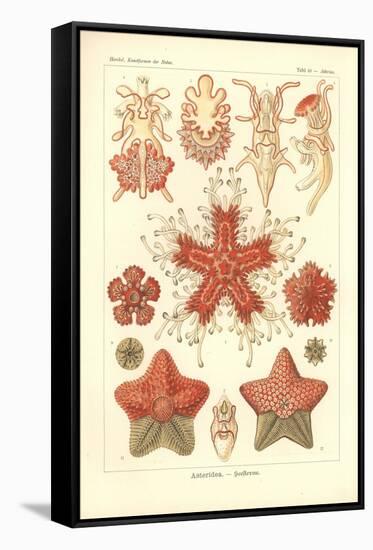 Asteridea - Sea Star, Pl.40. from 'Kunstformen Der Natur', Engraved by Adolf Giltsch, Published…-Ernst Haeckel-Framed Stretched Canvas