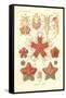 Asteridea - Sea Star, Pl.40. from 'Kunstformen Der Natur', Engraved by Adolf Giltsch, Published…-Ernst Haeckel-Framed Stretched Canvas