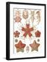 Asteridea Seesterne-Ernst Haeckel-Framed Art Print