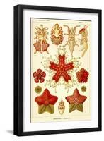 Asteridea-null-Framed Premium Giclee Print