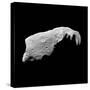 Asteroid 243 Ida-Stocktrek Images-Stretched Canvas