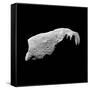 Asteroid 243 Ida-Stocktrek Images-Framed Stretched Canvas
