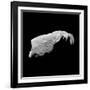 Asteroid 243 Ida-Stocktrek Images-Framed Photographic Print