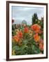 Asters and Dovecote in Gardens of Chateau de Cormatin, Burgundy, France-Lisa S. Engelbrecht-Framed Photographic Print