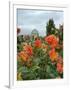 Asters and Dovecote in Gardens of Chateau de Cormatin, Burgundy, France-Lisa S. Engelbrecht-Framed Photographic Print